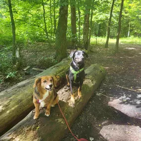 Hundeschule Martin Rütter Göppingen-Heidenheim Zwei Hunde üben Sitz und Grundgehorsam auf Baumstämmen im Wald. Training für Sozialisation, Aufmerksamkeit und Ruhe bei Hundeschule im Freien.