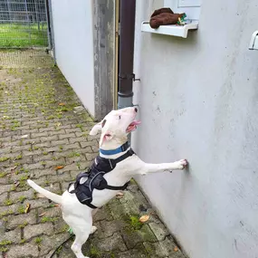 Hundeschule Martin Rütter Göppingen-Heidenheim Weißer Hund im Geschirr arbeitet beim Nasenarbeits-Training, sucht gezielt nach verstecktem Gegenstand an der Wand. Fördert Auslastung, Suchverhalten und Teamarbeit im Hundetraining.