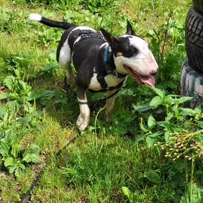 Hundeschule Martin Rütter Göppingen-Heidenheim Schwarz-weißer Bullterrier im Geschirr läuft beim Alltagstraining durch eine grüne Wiese, Hund wirkt entspannt und aufmerksam. Szene für Rückruftraining und Umweltgewöhnung.