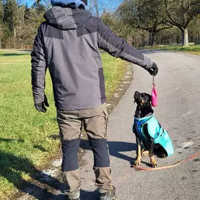 Hundeschule Martin Rütter Göppingen-Heidenheim Hundetrainer mit Hund beim Apportiertraining im Park. Hund sitzt konzentriert und wartet auf Signal, Apportiergegenstand bereit. Ideal für Bindungsarbeit und Grundgehorsam.