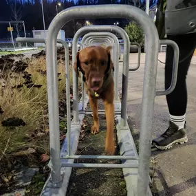 Hundeschule Martin Rütter Göppingen-Heidenheim Hund durchquert enges Fahrradständer-Labyrinth bei Stadttraining. Übung für Umweltgewöhnung, Leinenführigkeit und Selbstvertrauen im Alltag.