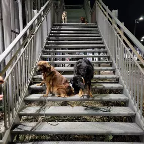 Hundeschule Martin Rütter Göppingen-Heidenheim Mehrere Hunde trainieren das ruhige Warten und Sitz auf einer Treppe im Stadtgebiet bei Dunkelheit. Perfektes Hundetraining für Impulskontrolle, Ruhe und Stadtumgebung.