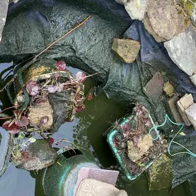Bild von SJH Ponds & Aquariums
