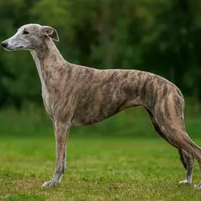 Bild von Noble Rascals Whippet
