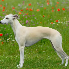 Bild von Noble Rascals Whippet