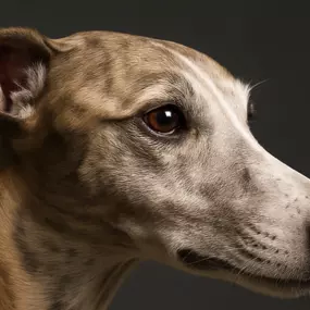 Bild von Noble Rascals Whippet