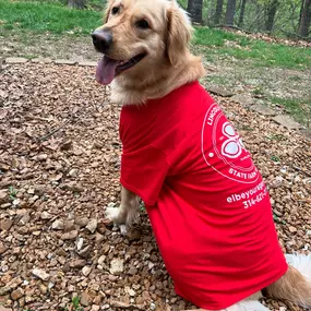 Meet Marshall, our golden retriever, proudly sporting his State Farm t-shirt for National Pet Day!