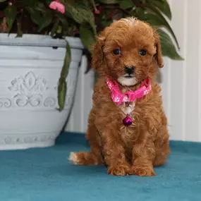 Toy Poodles For Sale