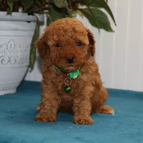 poodle toy