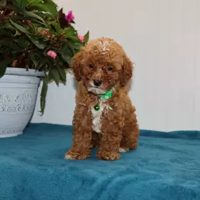 Toy Poodle