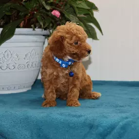 Red Toy Poodle