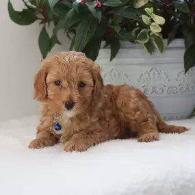 Adorable Cavapoo