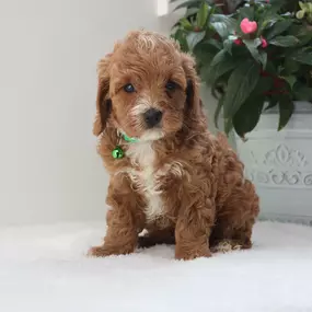 Adorable Cavapoo