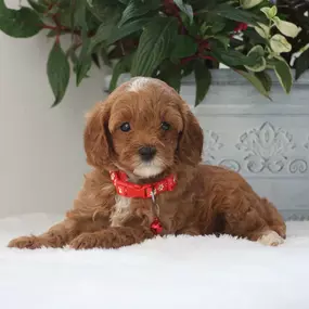 cavapoo