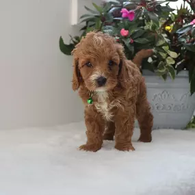 Bild von Laurel Run Puppies