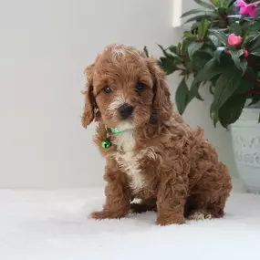 cavapoo puppies