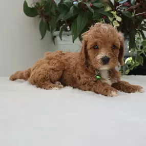 Mini Cavapoo