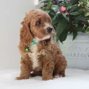 Mini Cavapoo Puppy