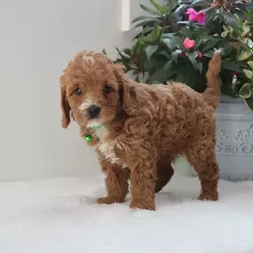 cavapoo puppy