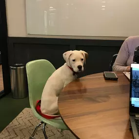 Puppy at the office