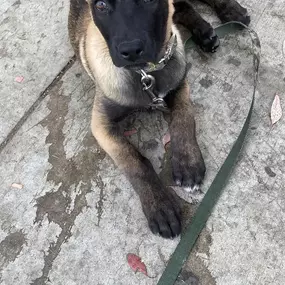 Bild von Blue Collar K9s