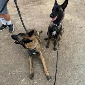 Bild von Blue Collar K9s