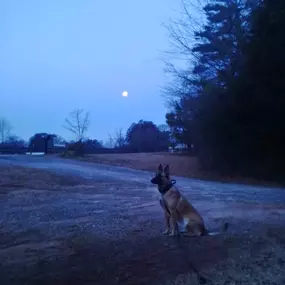 Bild von Blue Collar K9s