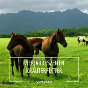 Mit dem Okapi Vierjahreszeitenfutter-Abo versorgen Sie Ihr Pferd das ganze Jahr über mit hochwertigem, saisonal abgestimmtem Futter. Für Gesundheit, Vitalität und eine artgerechte Ernährung.