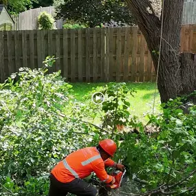 Bild von Gabriel's Tree Care Company Inc