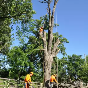 Bild von Gabriel's Tree Care Company Inc