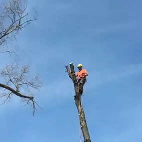Bild von Gabriel's Tree Care Company Inc