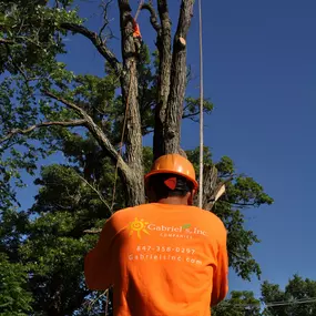 Bild von Gabriel's Tree Care Company Inc
