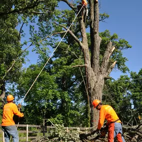 Bild von Gabriel's Tree Care Company Inc