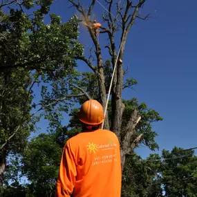 Bild von Gabriel's Tree Care Company Inc
