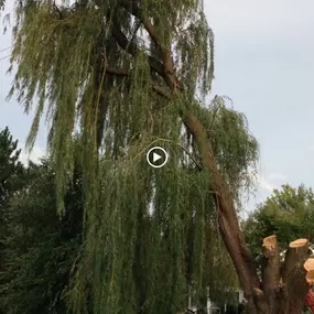 Bild von Gabriel's Tree Care Company Inc