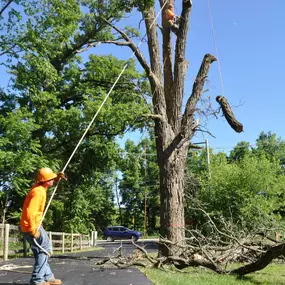 Bild von Gabriel's Tree Care Company Inc