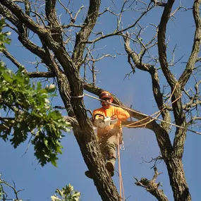 Bild von Gabriel's Tree Care Company Inc