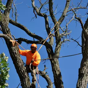 Bild von Gabriel's Tree Care Company Inc