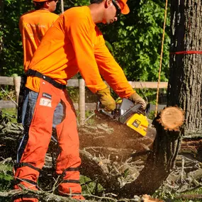 Bild von Gabriel's Tree Care Company Inc