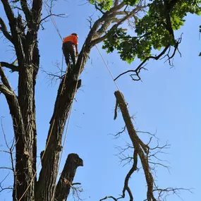 Bild von Gabriel's Tree Care Company Inc