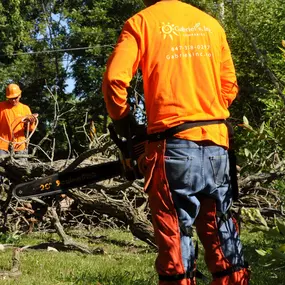 Bild von Gabriel's Tree Care Company Inc