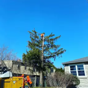 Bild von Gabriel's Landscape & Tree Services, Inc