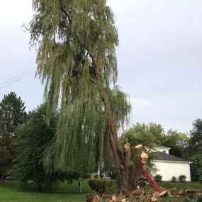Bild von Gabriel's Landscape & Tree Services, Inc