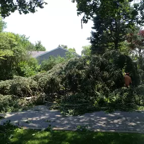 Bild von Gabriel's Landscape & Tree Services, Inc