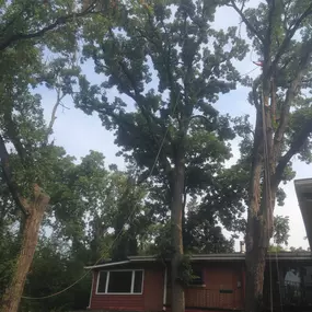 Bild von Gabriel's Landscape & Tree Services, Inc