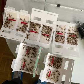 Bild von Ouest Pro Nuisibles : Guêpes, Frelons, Dératisation, Punaises de lit, Cafards à Evreux