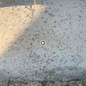 Bild von Surge Pest Control