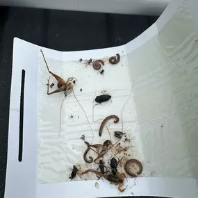 Bild von Surge Pest Control