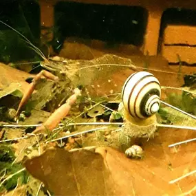 Bild von Katjas Wirbellose