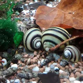 Bild von Katjas Wirbellose